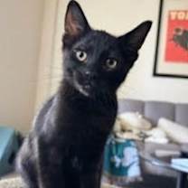 Thumbnail photo of blackie #1