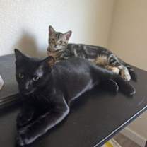 Thumbnail photo of blackie #2