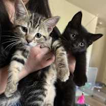 Thumbnail photo of teddy #2