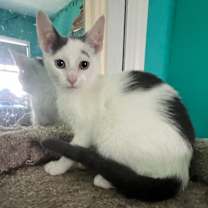 Thumbnail photo of Buster #2