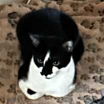 Thumbnail photo of Bolt #3