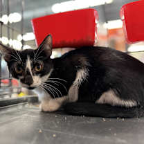 Thumbnail photo of Flicker #3