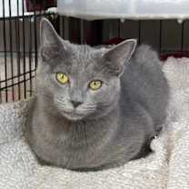 Thumbnail photo of Elliot Stabler #3