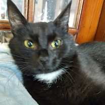 Thumbnail photo of Ayla (foster cat) #2