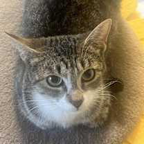 Thumbnail photo of Lilas #4