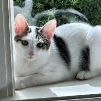 Thumbnail photo of BONDED PAIR: Milo and Ivy #1