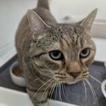 Thumbnail photo of Miss Bennett #2