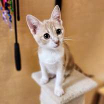 Thumbnail photo of Rose #1