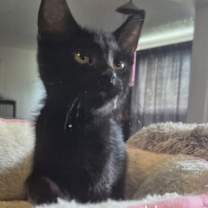 Thumbnail photo of Zambia #2