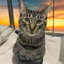 Thumbnail photo of Iris #1