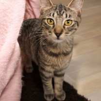 Thumbnail photo of Iris #4