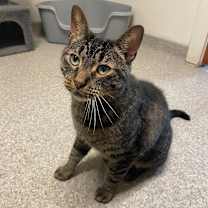 adopt-pet