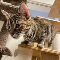 adopt-pet