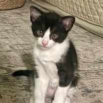 Thumbnail photo of Gus #3