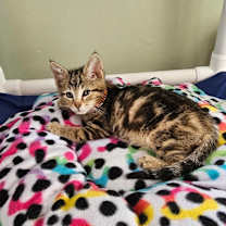 Thumbnail photo of Graham #3