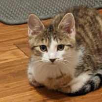 Thumbnail photo of Joey C4674 #1