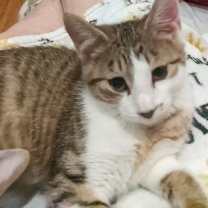 Thumbnail photo of Joey C4674 #2