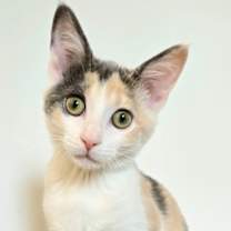 adopt-pet