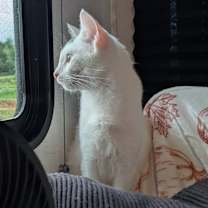 Thumbnail photo of Kendall #3