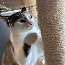adopt-pet
