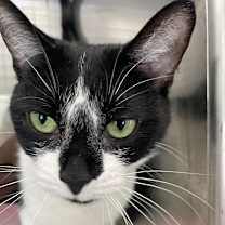 adopt-pet