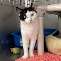 adopt-pet