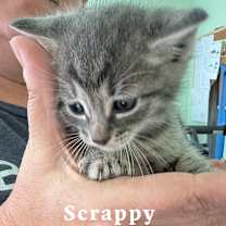 Thumbnail photo of Scrappy #2
