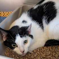 Thumbnail photo of Helaena #2