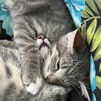 Thumbnail photo of Scrappy #3