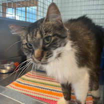 adopt-pet