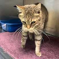 Thumbnail photo of Pele/Butters #3