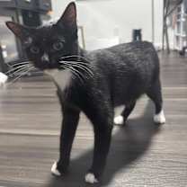 Thumbnail photo of Marmalade #1