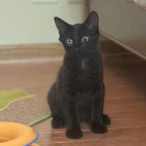 adopt-pet