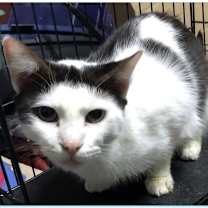 Thumbnail photo of Trooper #3