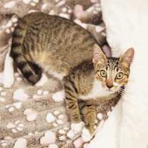 Thumbnail photo of Rory #4