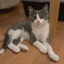 adopt-pet