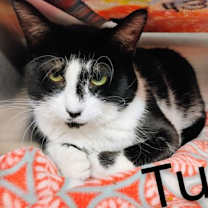 Thumbnail photo of Tux #2