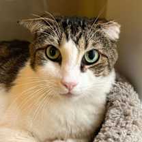 Thumbnail photo of King Kong #2