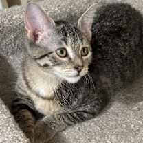 Thumbnail photo of Catori - mc5407 #2