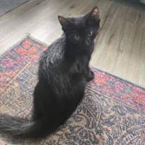 adopt-pet