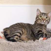 Thumbnail photo of Cleopatra #1