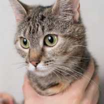 Thumbnail photo of Robin #2