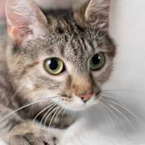 Thumbnail photo of Robin #4