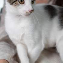 Thumbnail photo of Enchilada #4