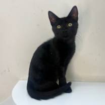 Thumbnail photo of Jiji #1