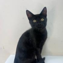 Thumbnail photo of Jiji #2