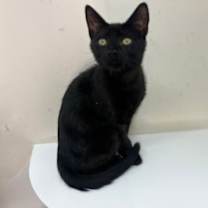 Thumbnail photo of Jiji #3