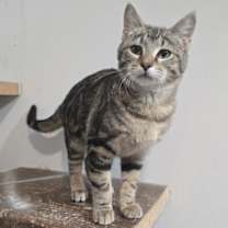 Thumbnail photo of Biscuits #2