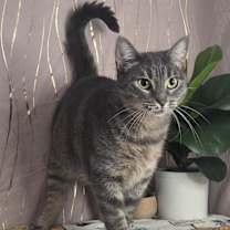 Thumbnail photo of Sarabi #1