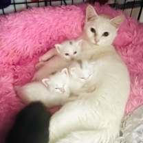 Thumbnail photo of Dove #1